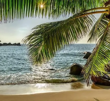 Calangute Beach Palms